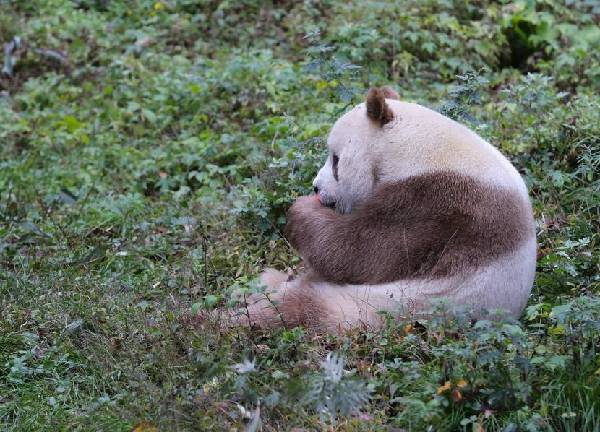 全球唯一的棕色大熊猫，你见过吗？