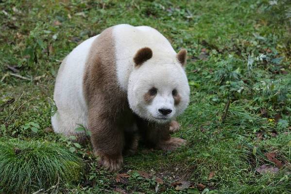 全球唯一的棕色大熊猫，你见过吗？