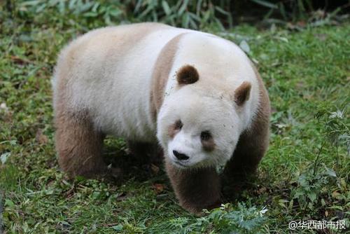 全球唯一棕色大熊猫