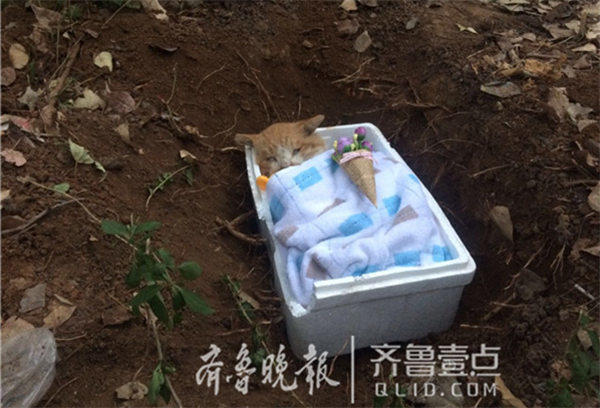 山大“網紅”神貓已被安葬，身旁有鮮花和火腿陪伴