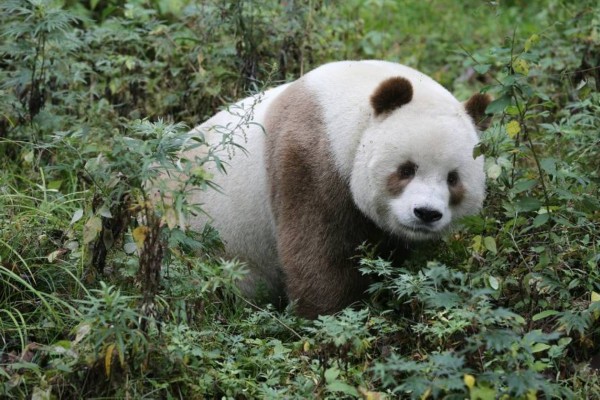 全球唯一的“巧克力熊貓”，你見過嗎？