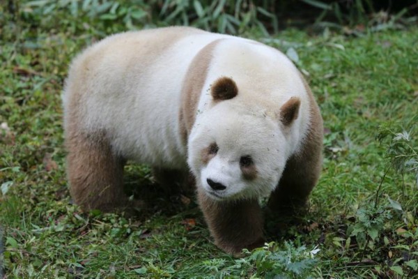 全球唯一的“巧克力熊貓”，你見過嗎？