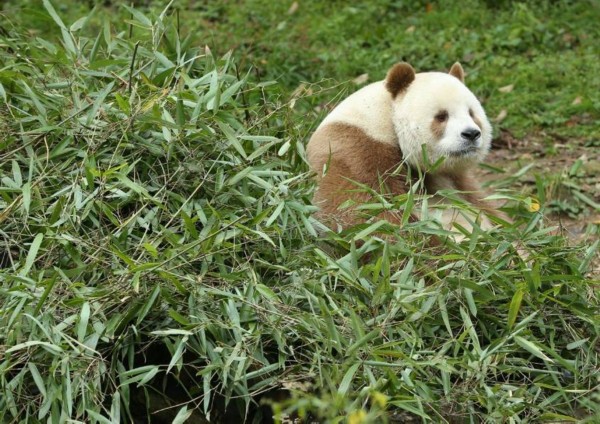 全球唯一的“巧克力熊猫”，你见过吗？