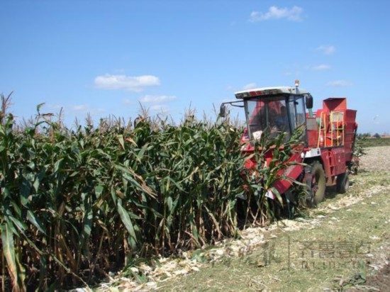 8年保護性耕作，膠州玉米地畝産達900公斤