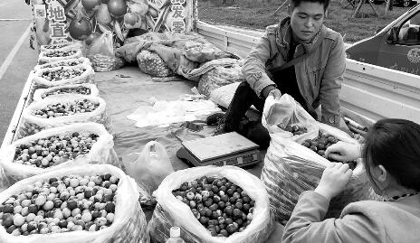 濟南市場陜西冬棗“唱主角”正宗沾化棗多被網購或採摘