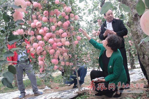 厲害！平度一棵老蘋果樹結了211個大蘋果！
