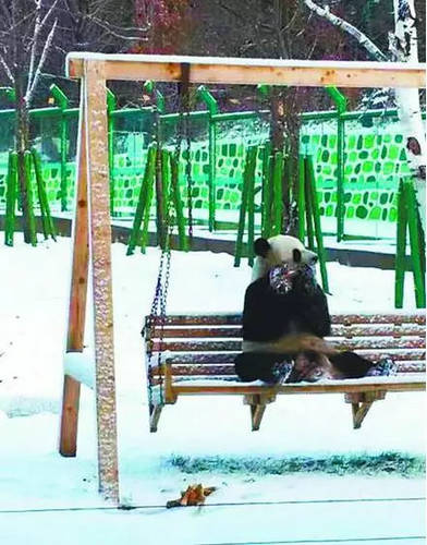 大熊猫见大雪打滚 撒欢刨洞翻跟头萌气十足（组图）
