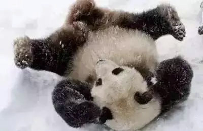 大熊猫见大雪打滚 撒欢刨洞翻跟头萌气十足（组图）