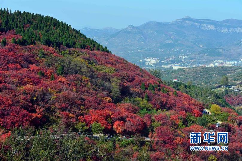 濟南紅葉谷層林盡染 秋色絢爛