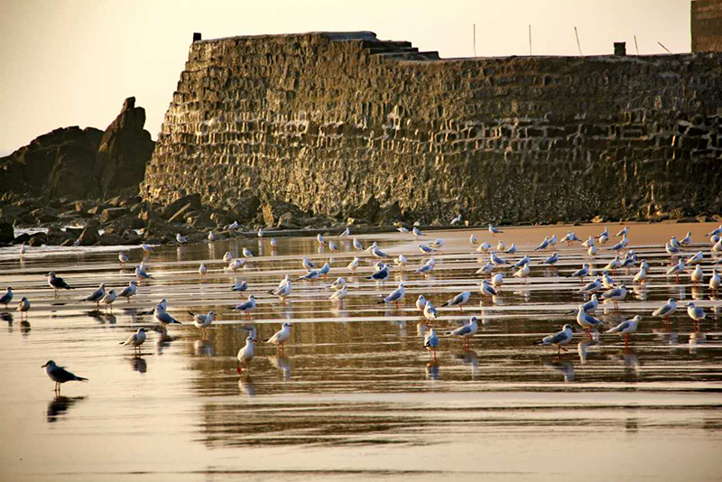 近千只海鸥聚集日照礁石公园
