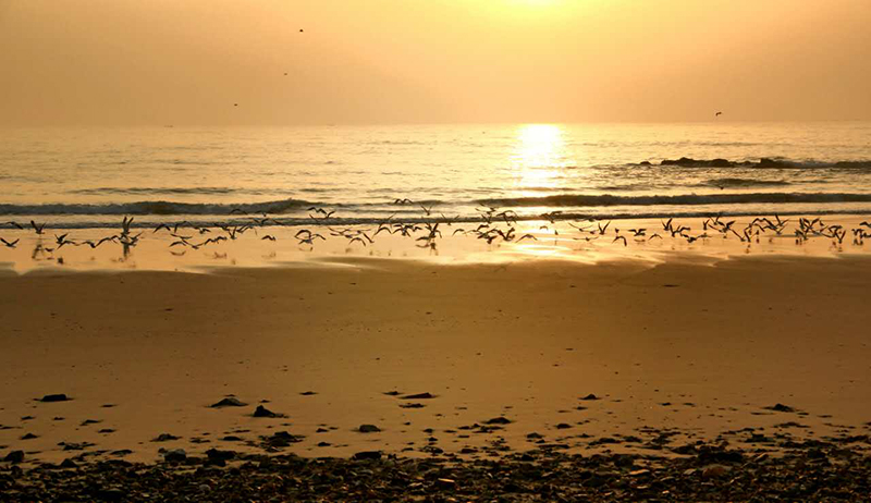 近千只海鸥聚集日照礁石公园