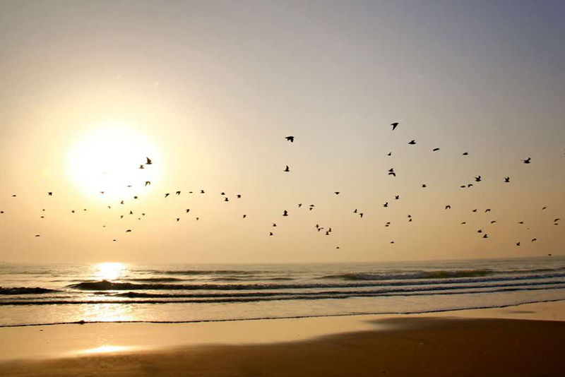 近千隻海鷗聚集日照礁石公園