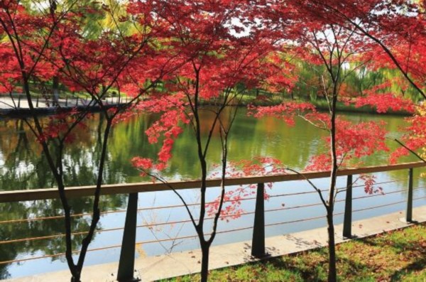 养眼美图！济南植物园初冬景色美 色彩斑斓分外美丽