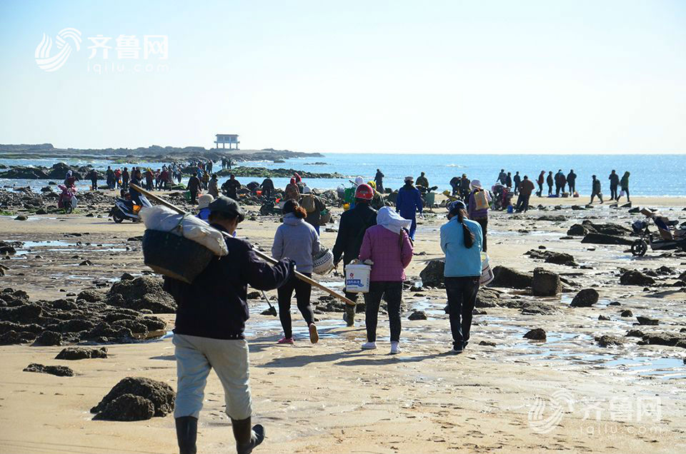日照太公岛牡蛎公园聚集近千人赶海