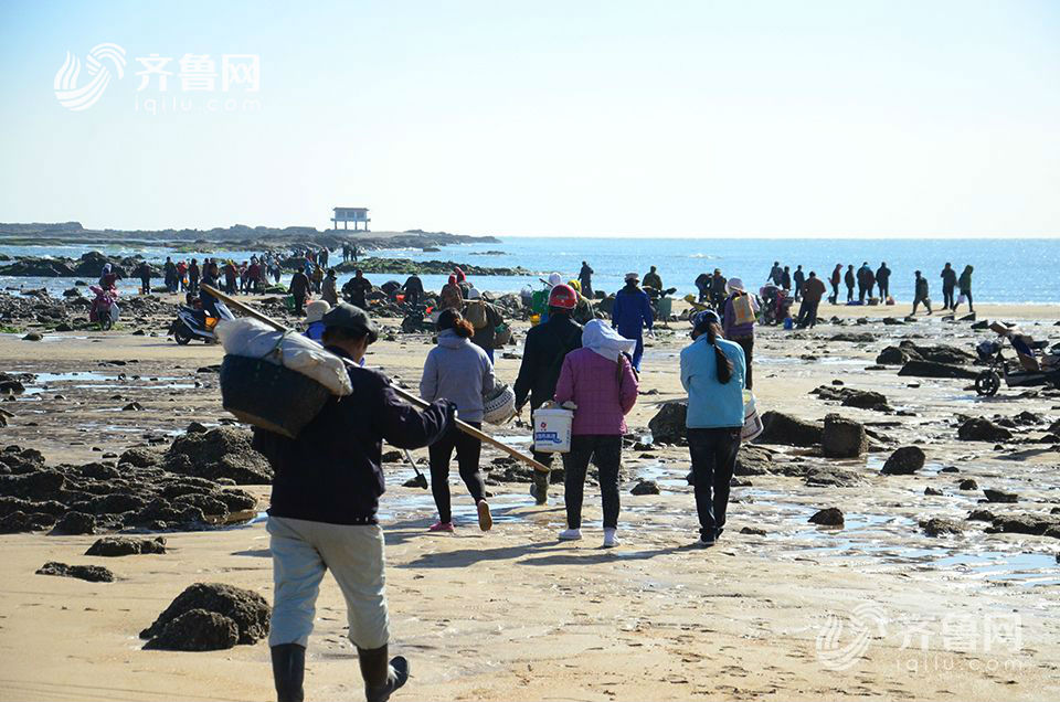 日照太公島牡蠣公園聚集近千人趕海