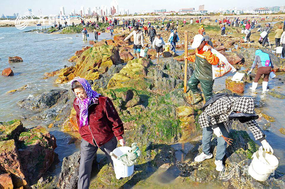 日照太公島牡蠣公園聚集近千人趕海