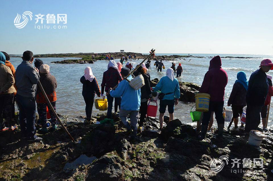 日照太公島牡蠣公園聚集近千人趕海