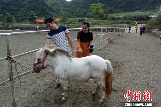 世界稀有马种广西德保矮马成骑乘及观赏新宠