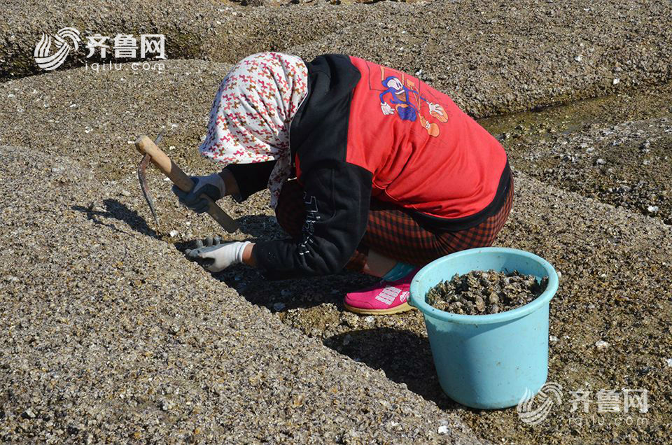 日照：近千人太公島牡蠣公園趕海 收穫頗豐(組圖)