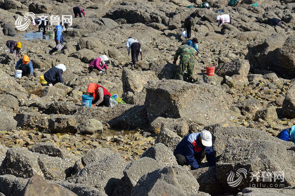 日照：近千人太公島牡蠣公園趕海 收穫頗豐(組圖)