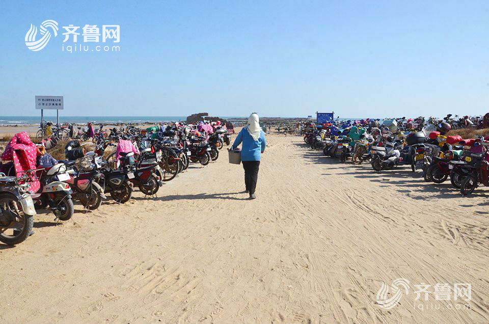 日照：近千人太公島牡蠣公園趕海 收穫頗豐(組圖)