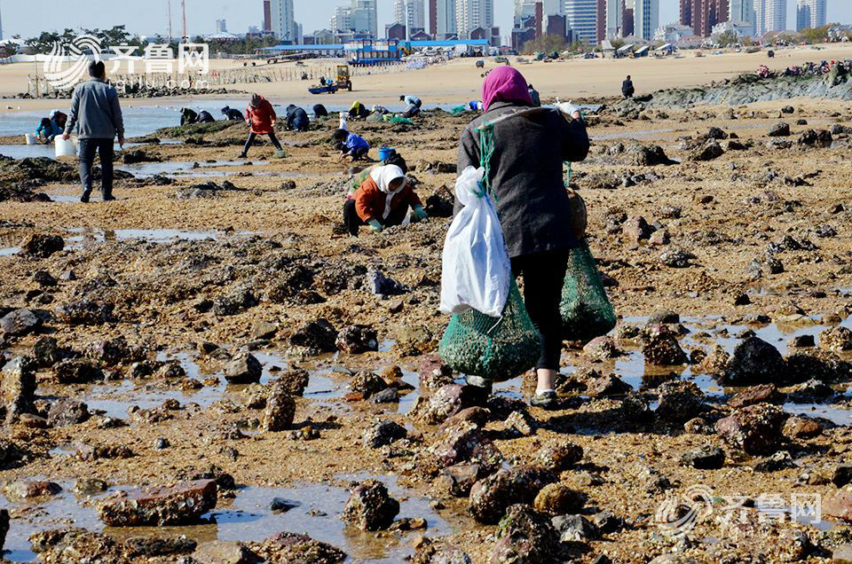 日照：近千人太公島牡蠣公園趕海 收穫頗豐(組圖)