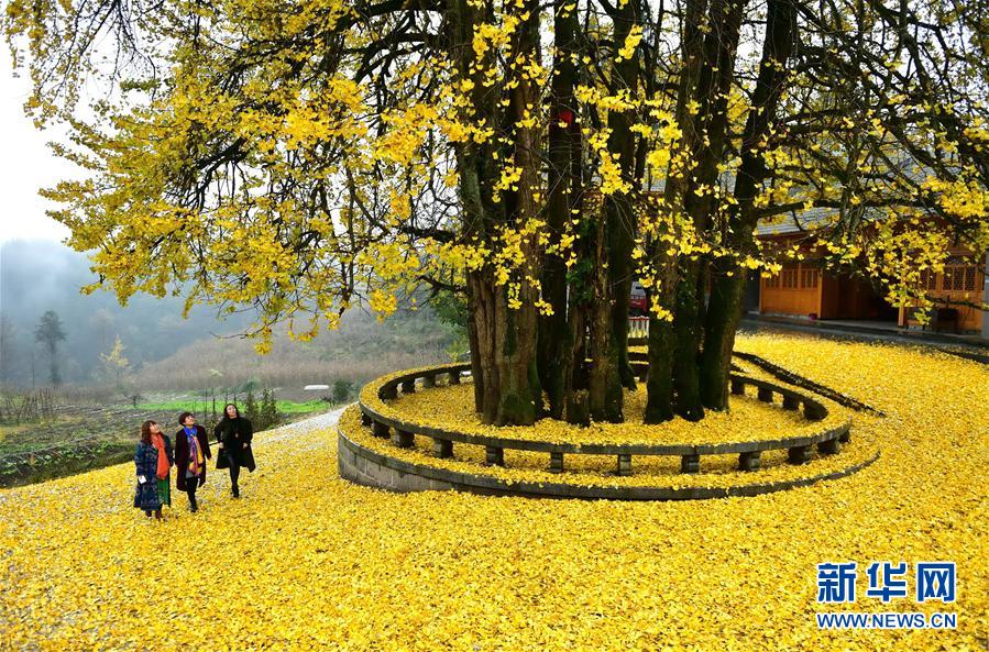 11月17日，游客在湖北省宣恩县珠山镇茅 
坝塘村 
观赏“九子抱母”银杏 
古树 
。