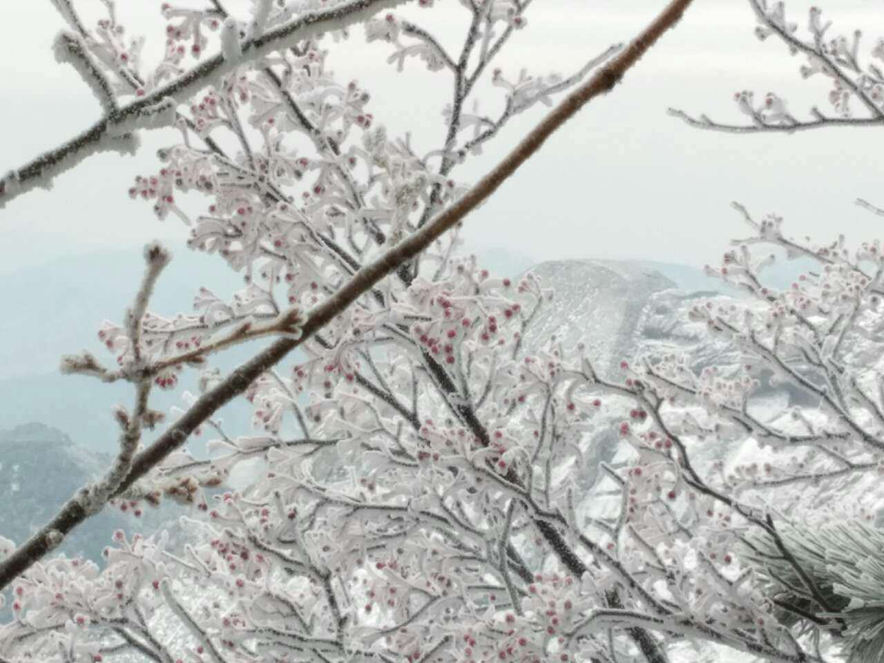 蒙山初雪銀裝素裹 北國風光壯麗旖旎（組圖）