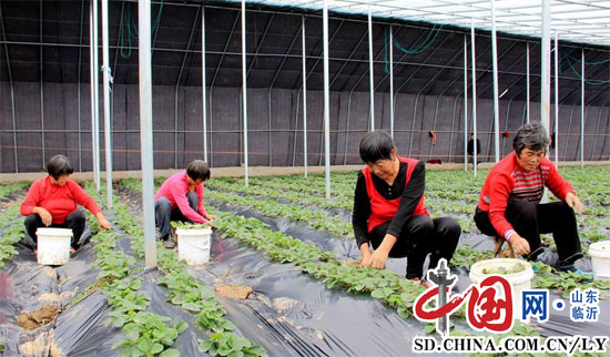 临沂：郯城高峰头镇用“哈密瓜”环境种草莓