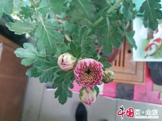 低溫利風襲濱州 溫室紅菊展美顏(組圖)