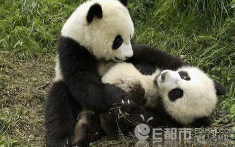 3隻大熊貓打群架 相互撕咬可愛至極（組圖）