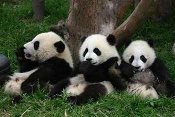 3只大熊猫打群架 相互撕咬可爱至极（组图）