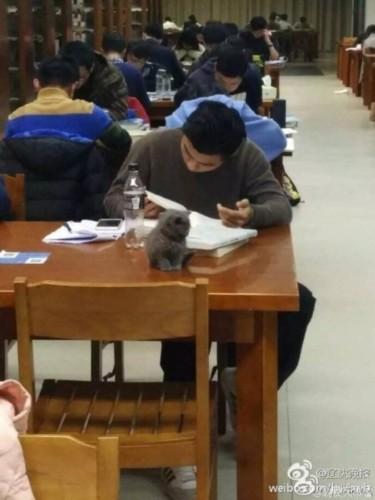 学生带猫去图书馆 网友:这是溜猫还是看书