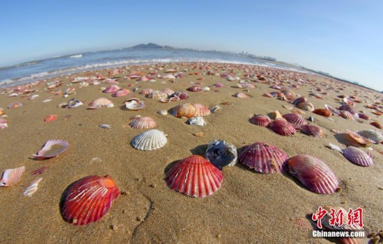 山东烟台风浪过后彩色贝壳铺满海滩