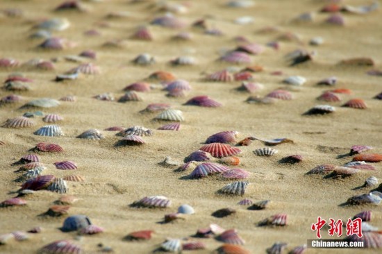 山東煙颱風浪過後彩色貝殼鋪滿海灘