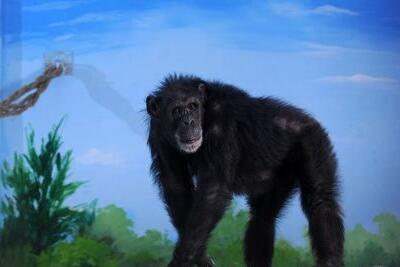 黑猩猩“妮妮”安家臨沂動植物園 今年28周歲了
