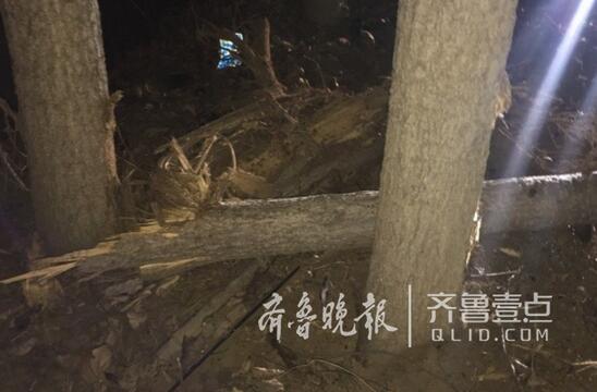濟南商河現嚴重車禍：一嶄新麵包車被撞報廢 樹被撞斷