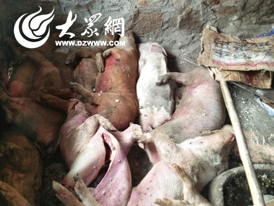 日照東港區查獲14頭疑似病死豬 200多斤問題豬肉