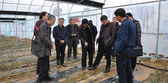 省茶葉創新團隊到臨沂市開展茶園有機肥施用情況調研