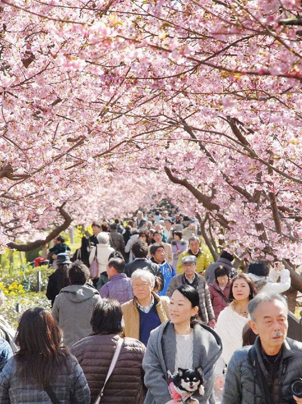 日本早春櫻花盛開 吸引大批賞花遊客（組圖）