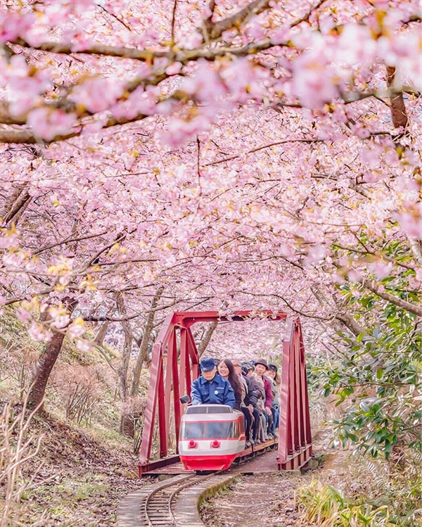 日本早春櫻花盛開 吸引大批賞花遊客（組圖）