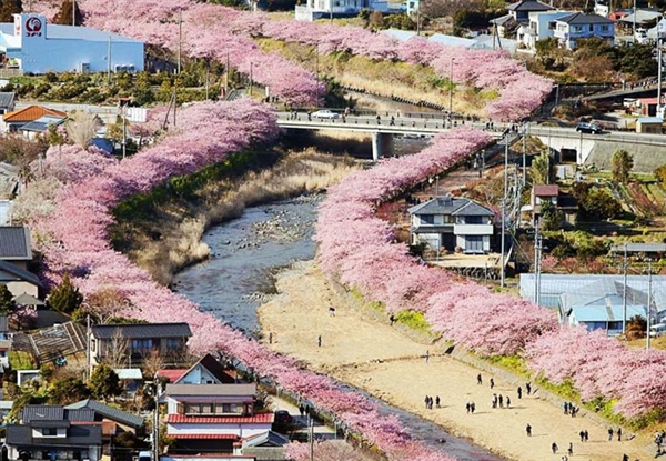 日本早春櫻花盛開 吸引大批賞花遊客（組圖）