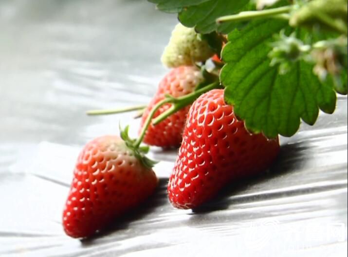 立體草莓種植