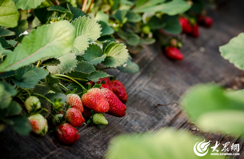 初春草莓香 五蓮老人匠心種植“舌尖上的美味”