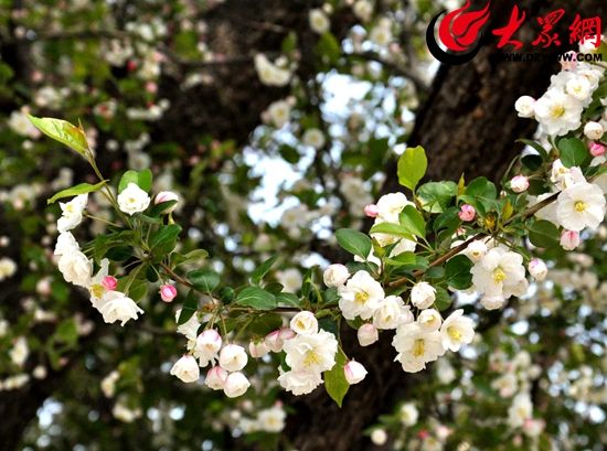 康熙年間“花仙子” 日照350歲海棠含苞待放