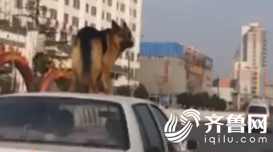 狗狗站在車頂 （視頻截圖）