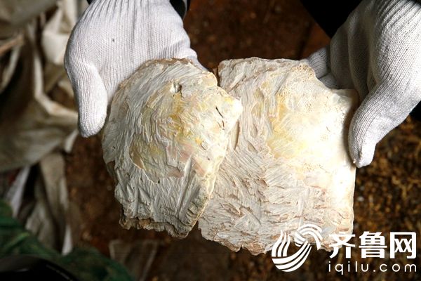 日照口岸截獲國家二級保護動物大珠母貝製品30千克