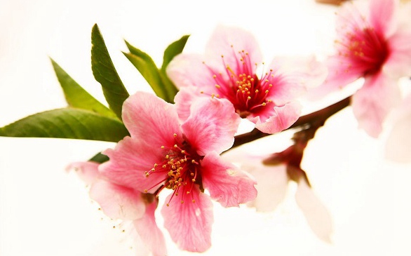 三月正是桃花盛開時 細數“十里桃花”的養生功效(圖)