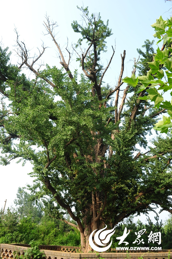 东港区西湖镇千年古银杏树 高27米已有1300多年树龄