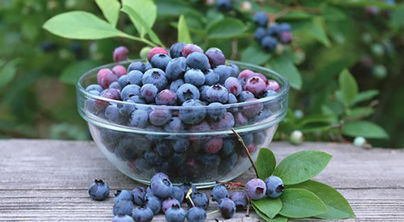 蓝莓是很多人喜爱的水果 不妨自制蓝莓汁(图)